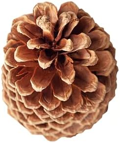 SuperMoss (24509 Natural Jeffrey Pine Cones, Set of 3- Perfect for Fall, Rustic, and Holiday Home Décor, 4” – 7”, Natural Brown - Image 3