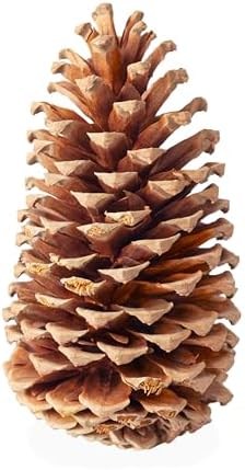 SuperMoss (24509 Natural Jeffrey Pine Cones, Set of 3- Perfect for Fall, Rustic, and Holiday Home Décor, 4” – 7”, Natural Brown - Image 2