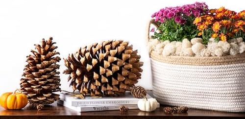 SuperMoss (24509 Natural Jeffrey Pine Cones, Set of 3- Perfect for Fall, Rustic, and Holiday Home Décor, 4” – 7”, Natural Brown - Image 5