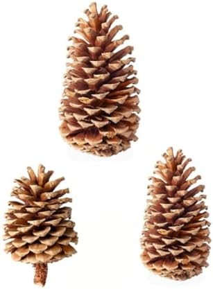SuperMoss (24509 Natural Jeffrey Pine Cones, Set of 3- Perfect for Fall, Rustic, and Holiday Home Décor, 4” – 7”, Natural Brown by SuperMoss