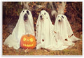 'Vintage Photography Halloween Pumpkin And'| Wall Plaque Art