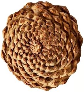 SuperMoss (24509 Natural Jeffrey Pine Cones, Set of 3- Perfect for Fall, Rustic, and Holiday Home Décor, 4” – 7”, Natural Brown - Image 4