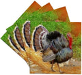 3dRose Thanksgiving Tom - Ceramic Tile Coasters, set of 4 by 3dRose