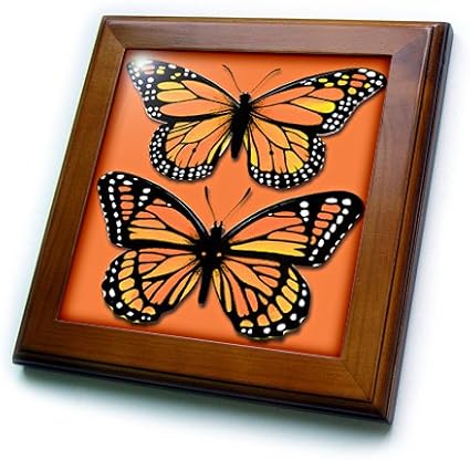 8x8 Framed Tile - Two Colorful Monarch Butterflies on a Matching Orange Background BLN Vintage Wildlife, Pets and Insects Collection