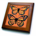8x8 Framed Tile - Two Colorful Monarch Butterflies on a Matching Orange Background BLN Vintage Wildlife, Pets and Insects Collection