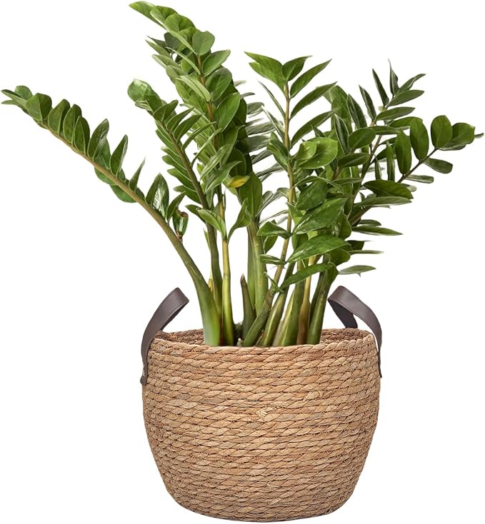 GIB Round Seagrass Storage Baskets Woven Wicker Planter Baskets for Decor | Decorative Basket for Blankets, Plants, Shelves Organizing, Natural Rattan, Leather Handles, 13", 12" & 11", Set of 3