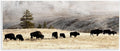 Stupell Industries 'Grazing Bison Foggy Countryside'| Wall Plaque Art | Stupell Industries | 17 x 7 Inches, Easy to Hang and Sturdy, Made in USA, by Danita Delimont
