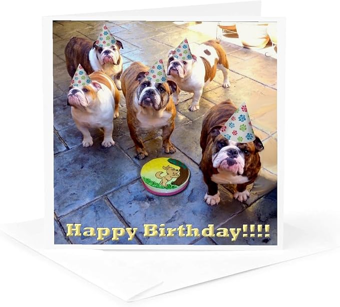 3dRose English Bulldog Birthday - Greeting Cards, 6 x 6 inches, set of 12 (gc_39567_2)