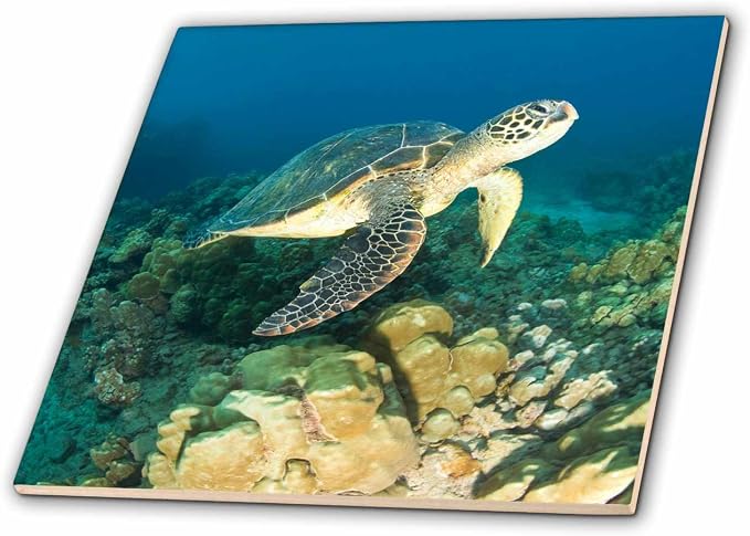 3dRose Green Sea Turtle, Makena SP, Maui, Hawaii - US12 SWS0150 - Stuart Westmorland 8 Inch Ceramic Tile