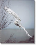 Majestic Snowy Owl Wildlife Photography, 36 x 48 Inch Canvas Wall Art | Stupell Industries · By Carrie Ann Grippo-Pike · Ready to hang · Nature inspired decor for any room · Made in USA
