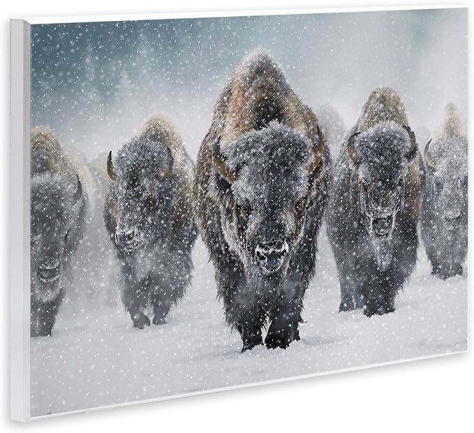 Indomitable Bison in Snow, 13 x 19 Inch Mounted Print on Wall Plaque | Stupell Industries · By Mark Kelso · Ready to hang · Perfect for living room · family room · or lounge · Made in USA