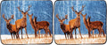 NORTHWEST Cold Snap Oversized Raschel Throw Blanket, 60" x 80" (Pack of 2)