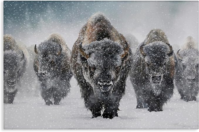 Indomitable Bison in Snow, 30 x 45 Inch Canvas Wall Art | Stupell Industries · By Mark Kelso · Ready to hang · Perfect for living room · family room · or lounge · Made in USA