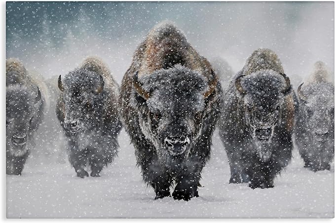 Indomitable Bison in Snow, 24 x 36 Inch Canvas Wall Art | Stupell Industries · By Mark Kelso · Ready to hang · Perfect for living room · family room · or lounge · Made in USA