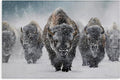 Indomitable Bison in Snow, 24 x 36 Inch Canvas Wall Art | Stupell Industries · By Mark Kelso · Ready to hang · Perfect for living room · family room · or lounge · Made in USA
