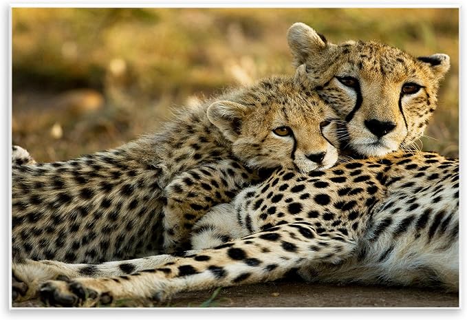 Cheetah Family Mother and Cub, 13 x 19 Inch Mounted Print on Wall Plaque | Stupell Industries · Ready to hang · Nature inspired decor · Made in USA