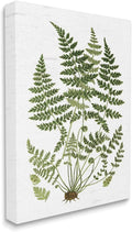 Stupell Industries Forest Botanicals Charming White Willow Greenery, Design by Lettered and Lined Canvas Wall Art, 24 x 30