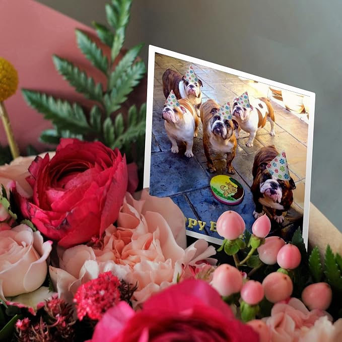3dRose English Bulldog Birthday - Greeting Cards, 6 x 6 inches, set of 12 (gc_39567_2)