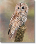 Tawny Owl Woodland Wildlife, 16 x 20 Inch Canvas Wall Art | Stupell Industries · By David Stribbling · Ready to hang · Cabin and lodge decor · Made in USA