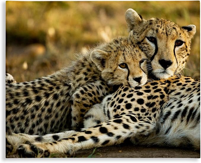 Cheetah Family Mother and Cub, 24 x 30 Inch Canvas Wall Art | Stupell Industries · Ready to hang · Nature inspired decor · Made in USA