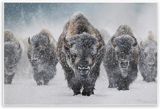 Indomitable Bison in Snow, 13 x 19 Inch Mounted Print on Wall Plaque | Stupell Industries · By Mark Kelso · Ready to hang · Perfect for living room · family room · or lounge · Made in USA