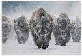 Indomitable Bison in Snow, 13 x 19 Inch Mounted Print on Wall Plaque | Stupell Industries · By Mark Kelso · Ready to hang · Perfect for living room · family room · or lounge · Made in USA