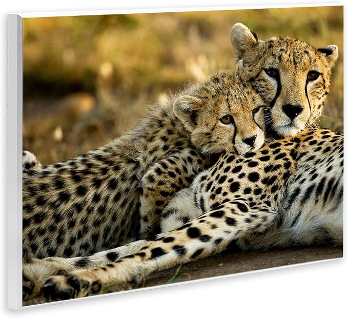 Cheetah Family Mother and Cub, 10 x 15 Inch Mounted Print on Wall Plaque | Stupell Industries · Ready to hang · Nature inspired decor · Made in USA