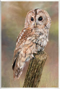 Tawny Owl Woodland Wildlife, 10 x 15 Inch Mounted Print on Wall Plaque | Stupell Industries · By David Stribbling · Ready to hang · Cabin and lodge decor · Made in USA
